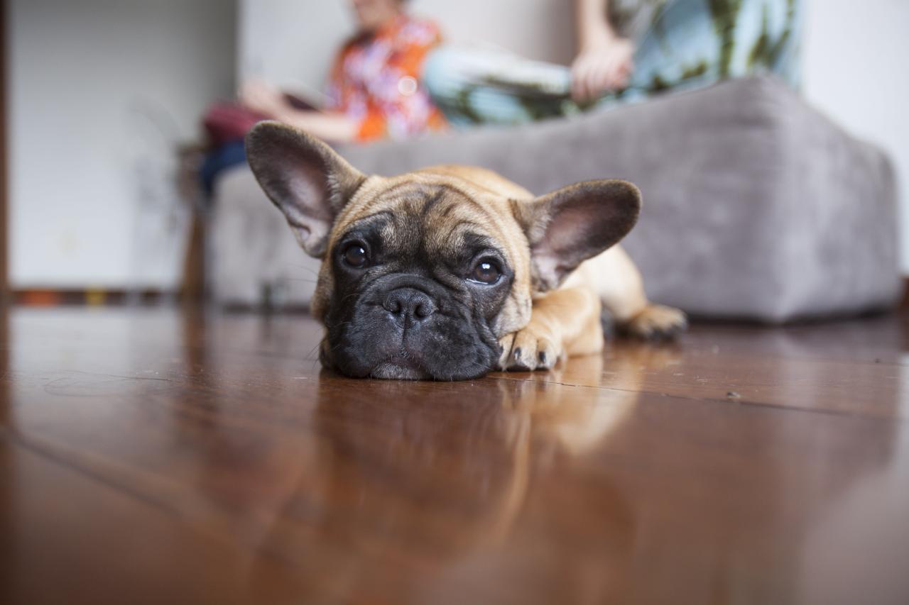 Insurance pet companies dog affordable rates furry yet members family