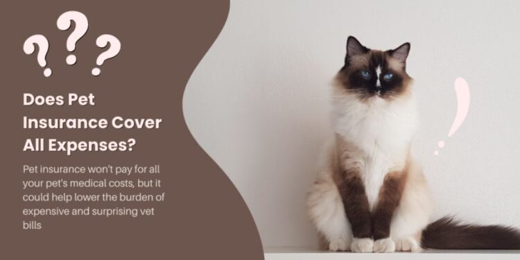 Pet insurance reviews