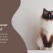 Pet insurance reviews
